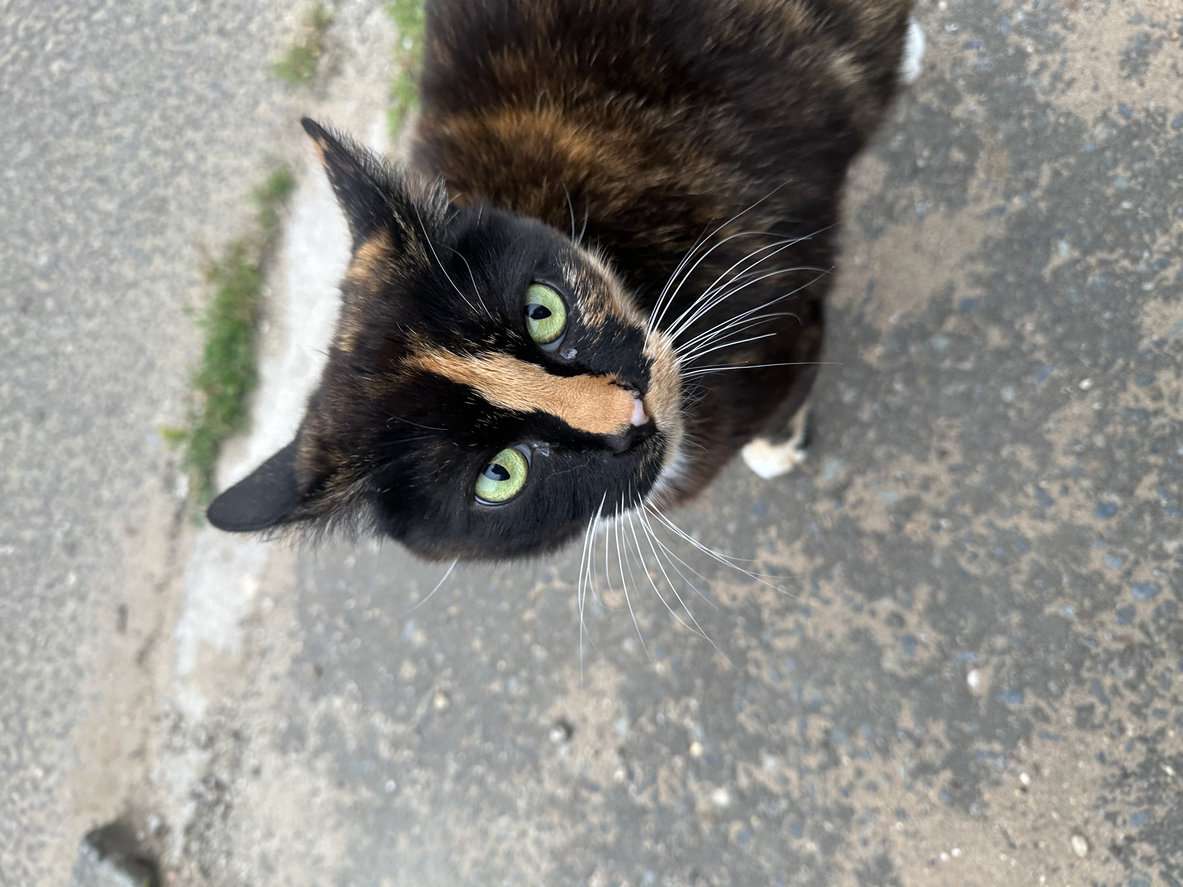 A cute cat I saw recently